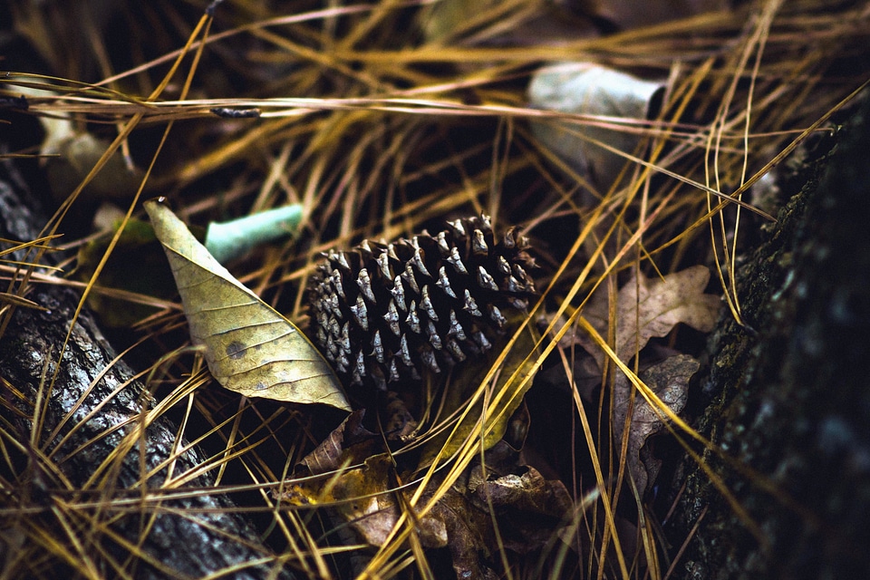Autumn autumn season branch