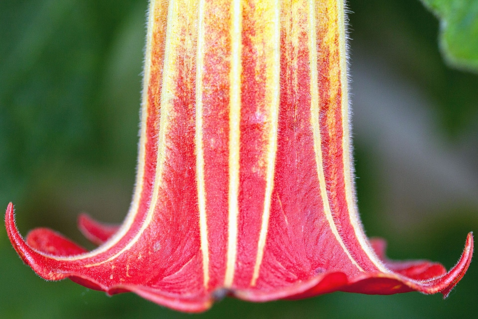 Blossom flora flower