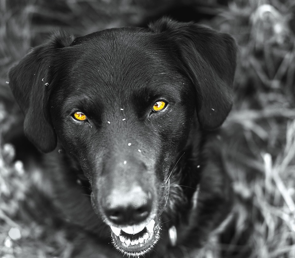 Animal black black and white