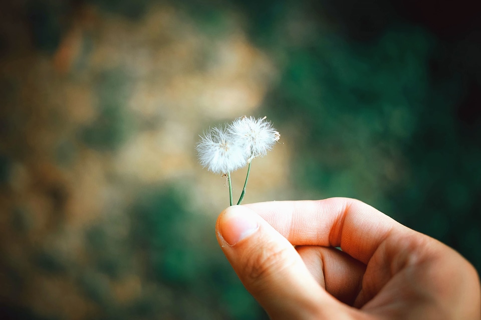 Blossom dandelion finger