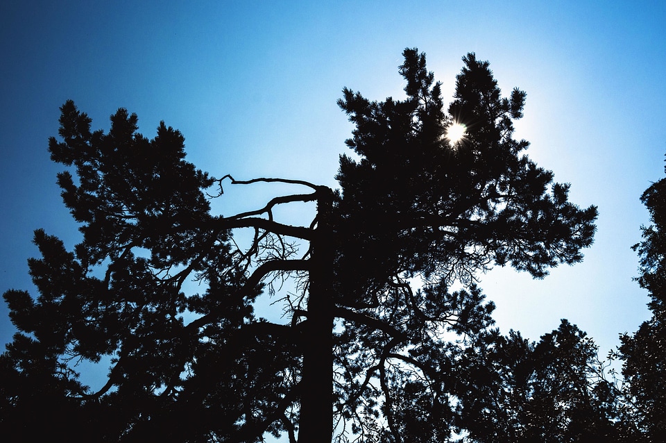 Branch forest sky