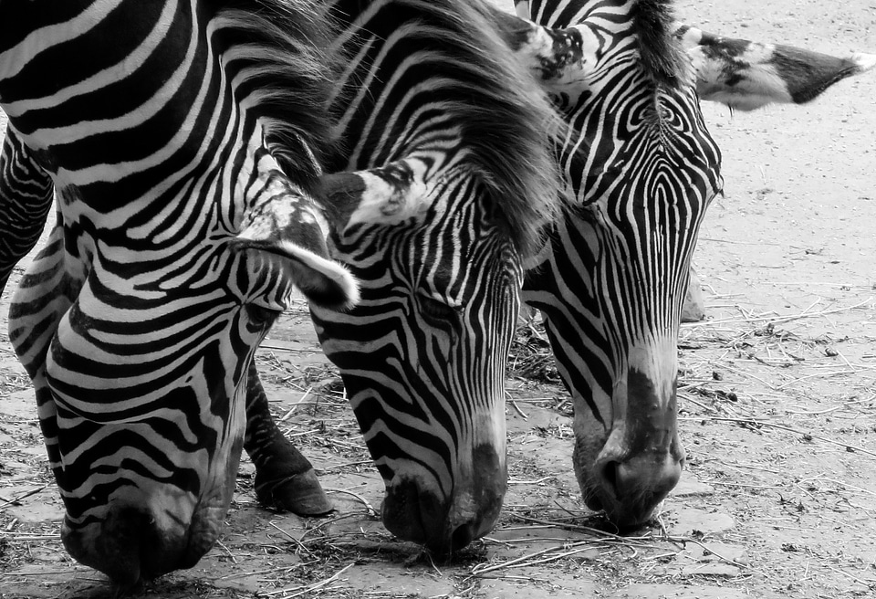 Black and white head striped