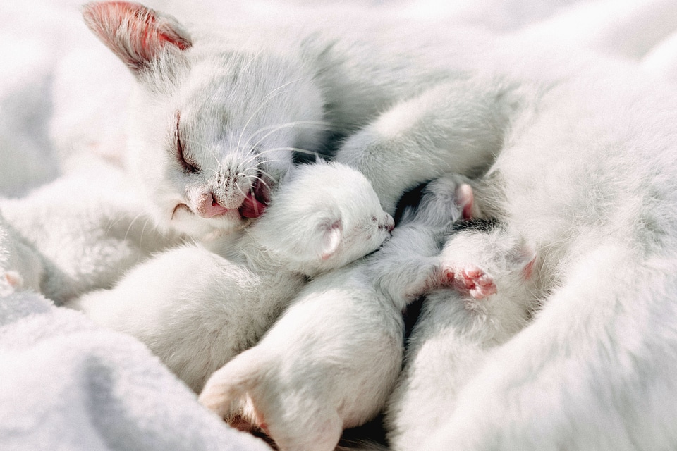 Animal animals beautiful photo