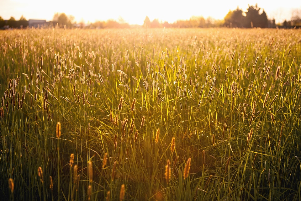 Flora grass grass plants