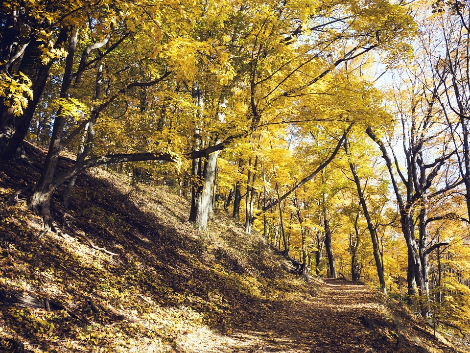 Autumn autumn season color