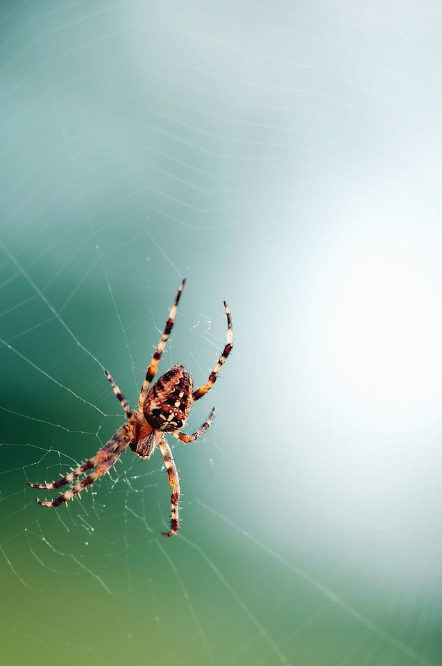 Animal arthropod bug