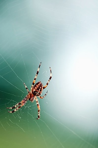 Animal arthropod bug