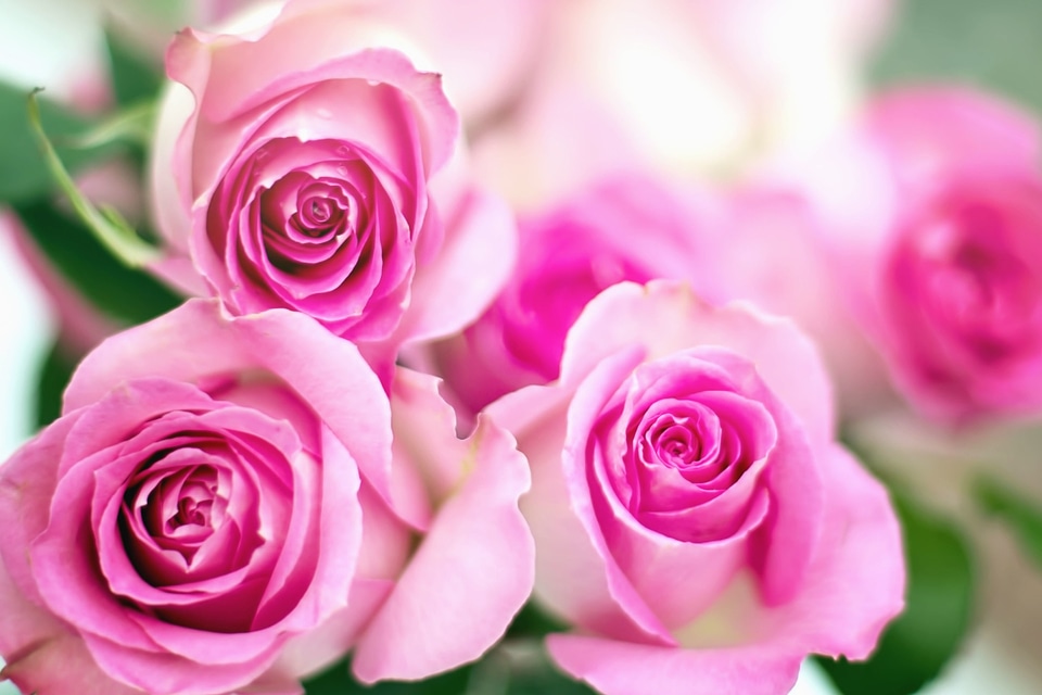 Beautiful Flowers beautiful photo blossom
