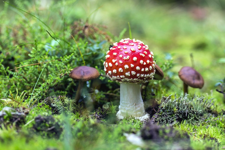 Beautiful Photo flora grass