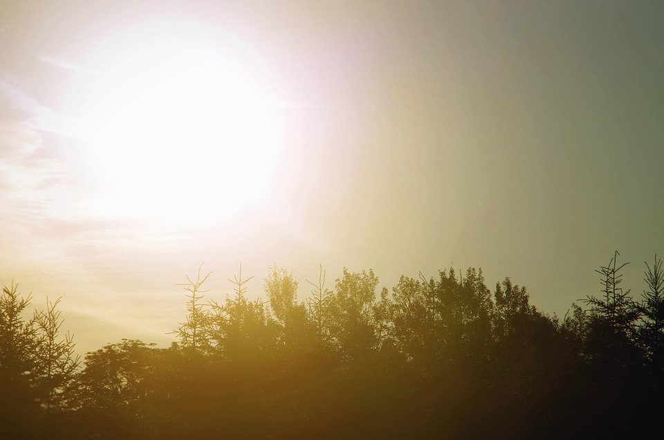 Dusk forest landscape