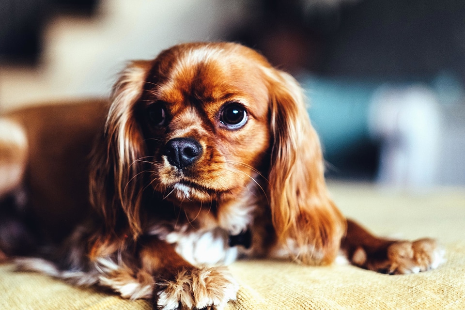 Animal beautiful photo canine