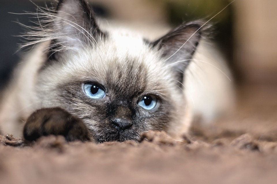 Animal beautiful photo blue