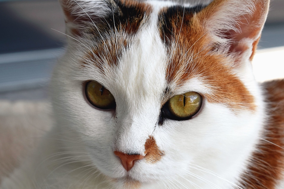 Animal beautiful photo cat