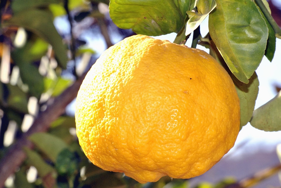 Beautiful Photo branch fruit