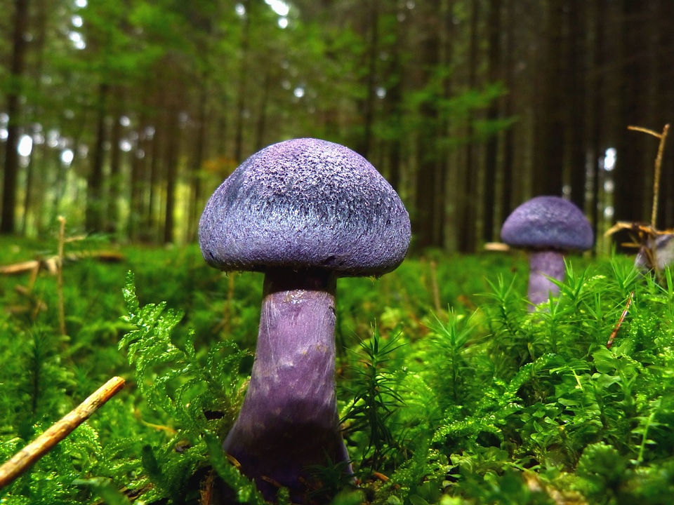 Beautiful Photo flora forest