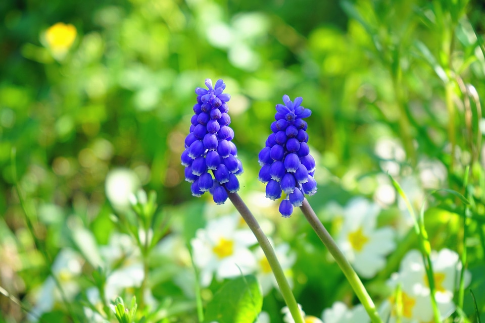 Beautiful Photo blossom Eichhornia crassipes