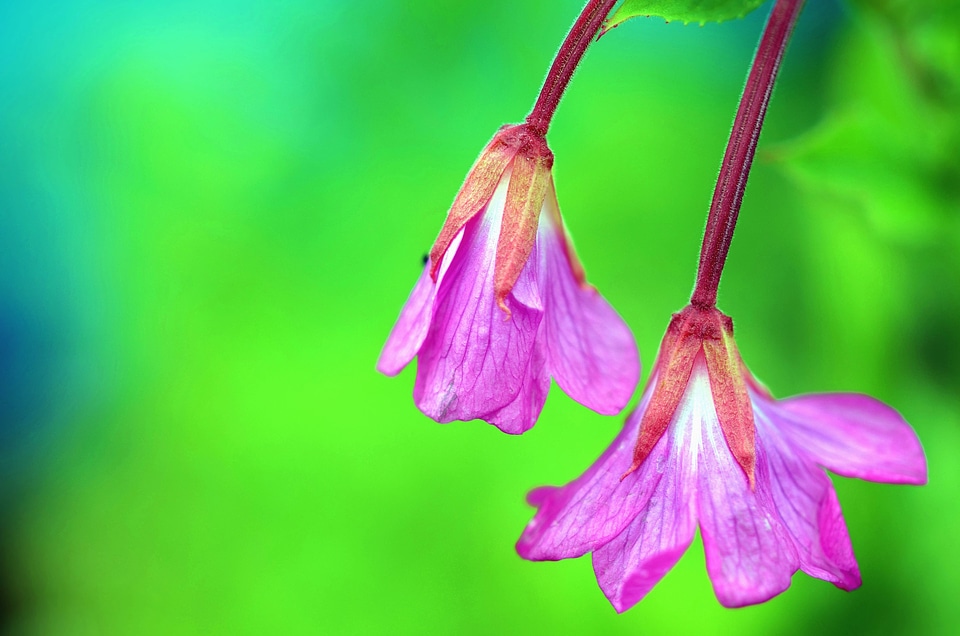 Blossom flora flower
