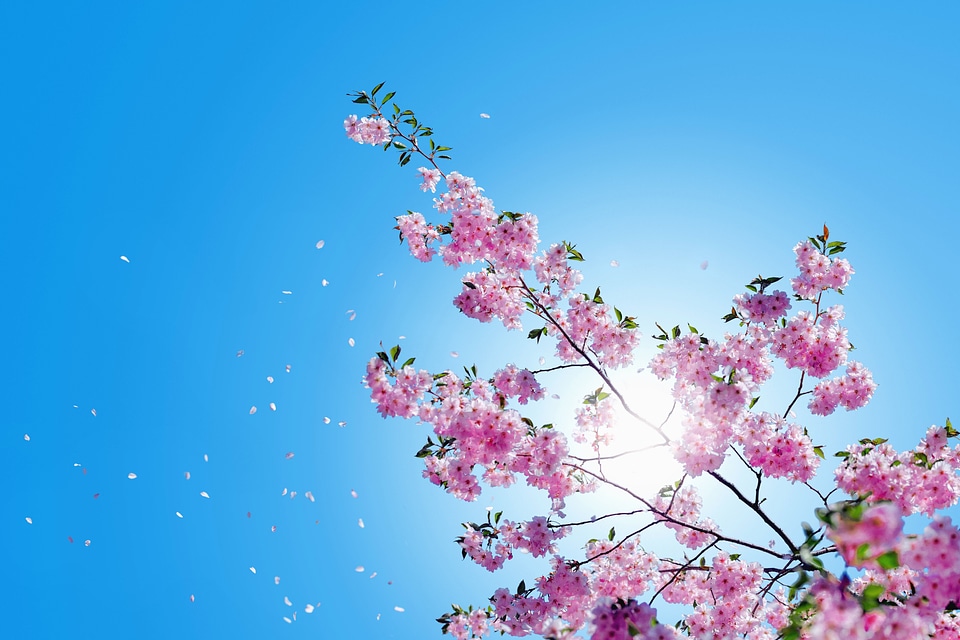 Blossom blue sky branch