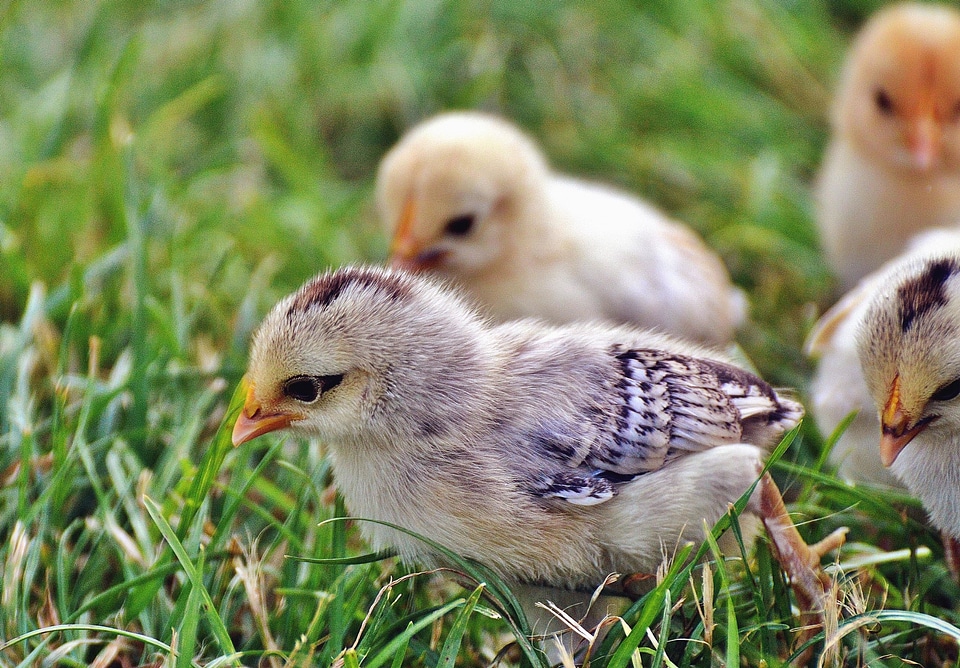 Animal beak bird photo