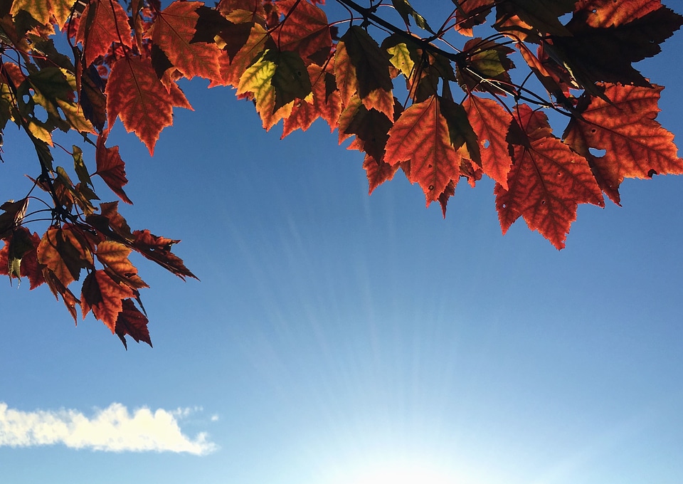 Autumn autumn season blue sky