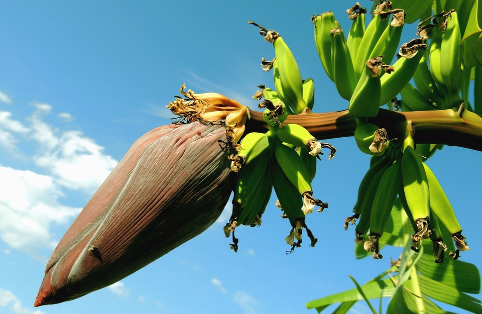 Banana branch fruit