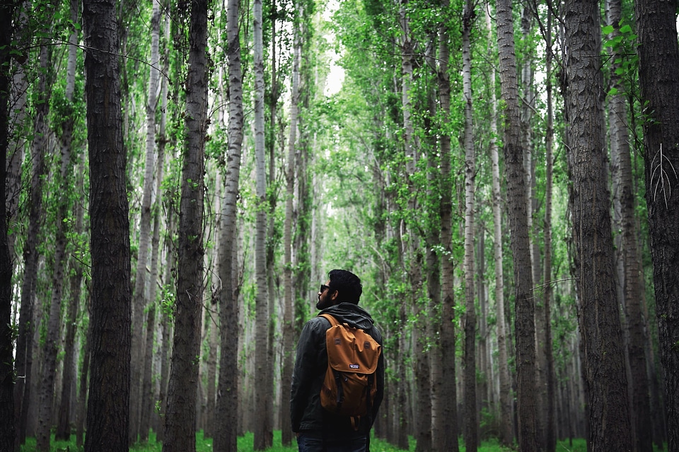 Backpack forest glasses