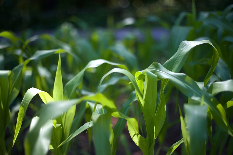 Agriculture corn crops