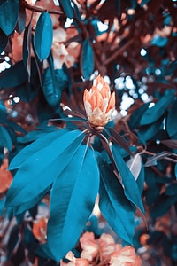 Blossom blue branch