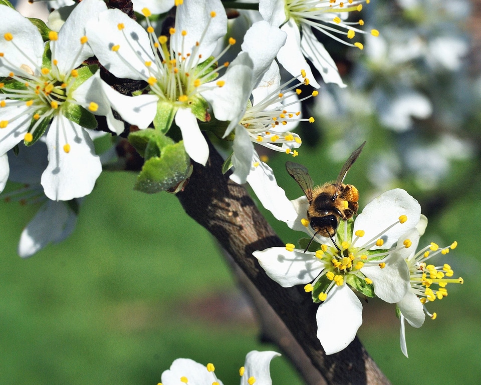 Bee blossom flora