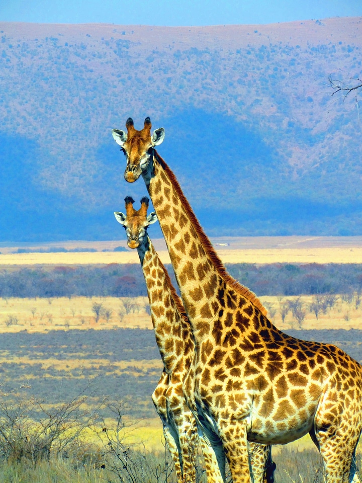 Africa animal fauna