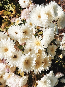 Blossom flora flower