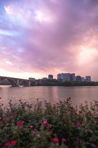 Architecture blossom bridge