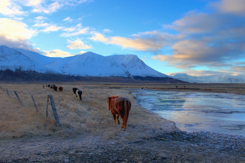 Frozen horse ice