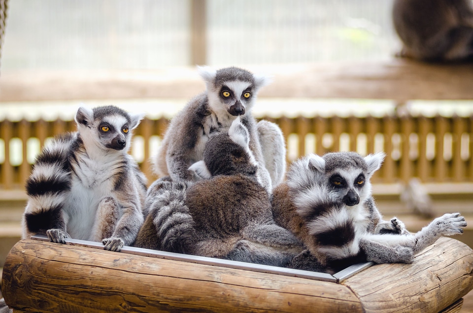 Animal beautiful photo fauna