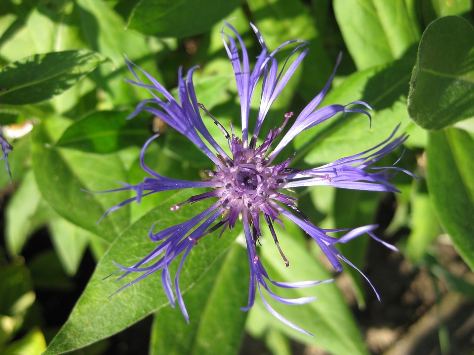 Nature purple blossom