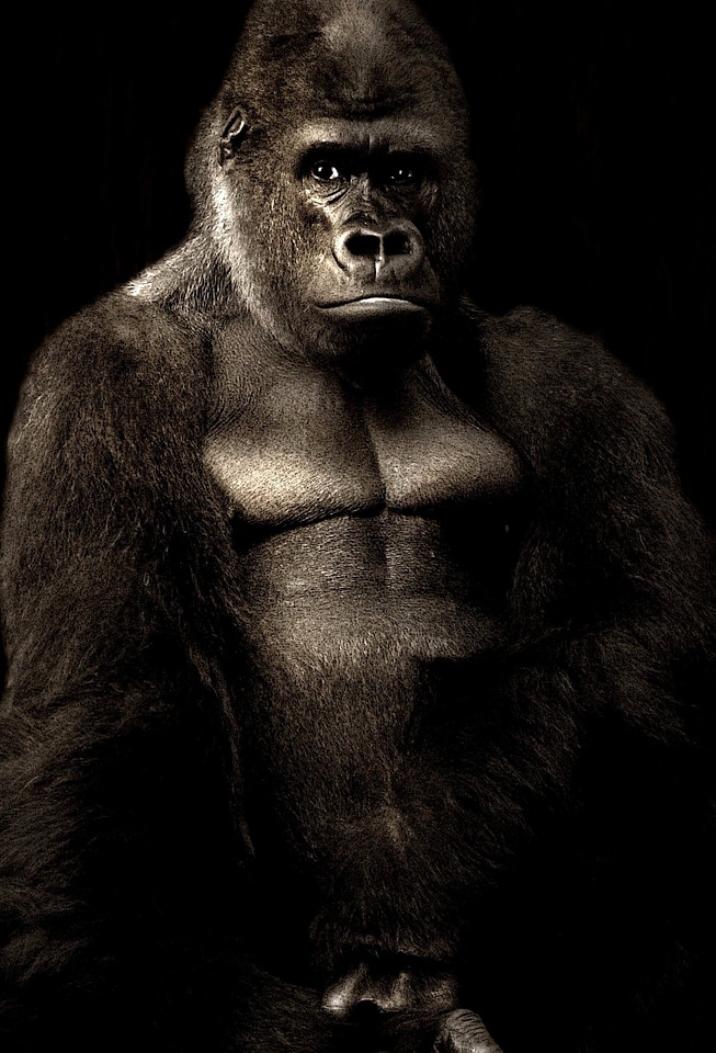 Animal dark fauna