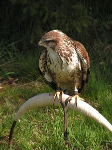 Training breeding raptors sitting photo