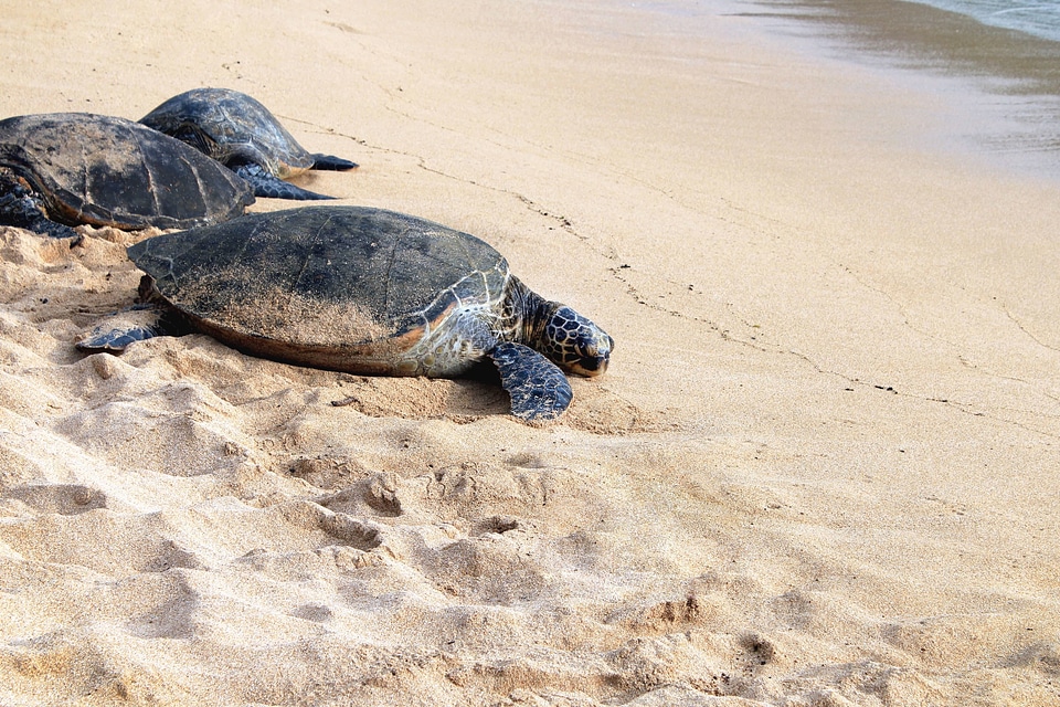 Animal armor beach photo