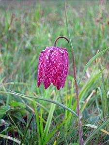 Kiebitzei lilies liliaceae