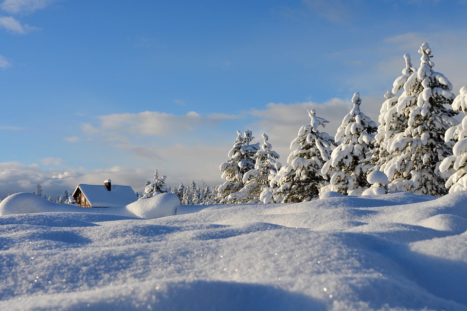 Cold conifer conifers