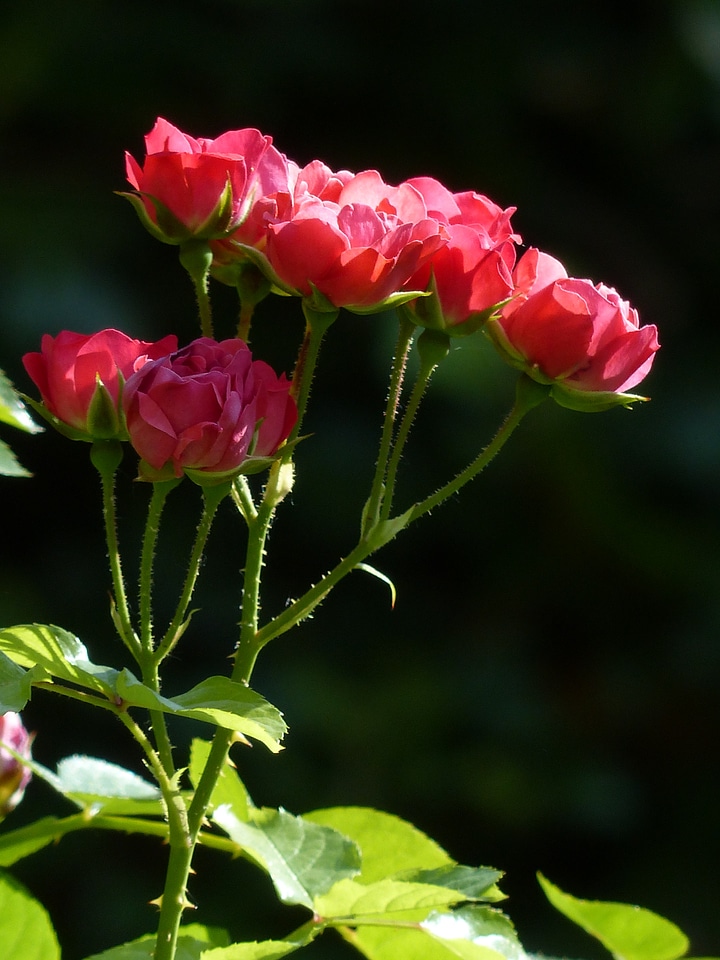 Plant petal rose flower