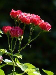 Plant petal rose flower