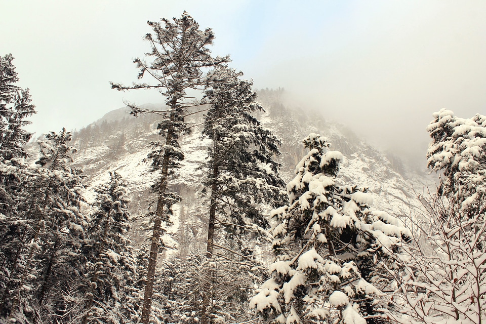 Branch cold forest photo