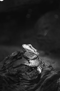 Animal black and white fauna