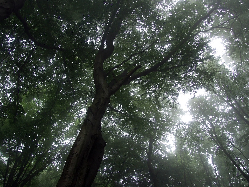 Tree fog forest