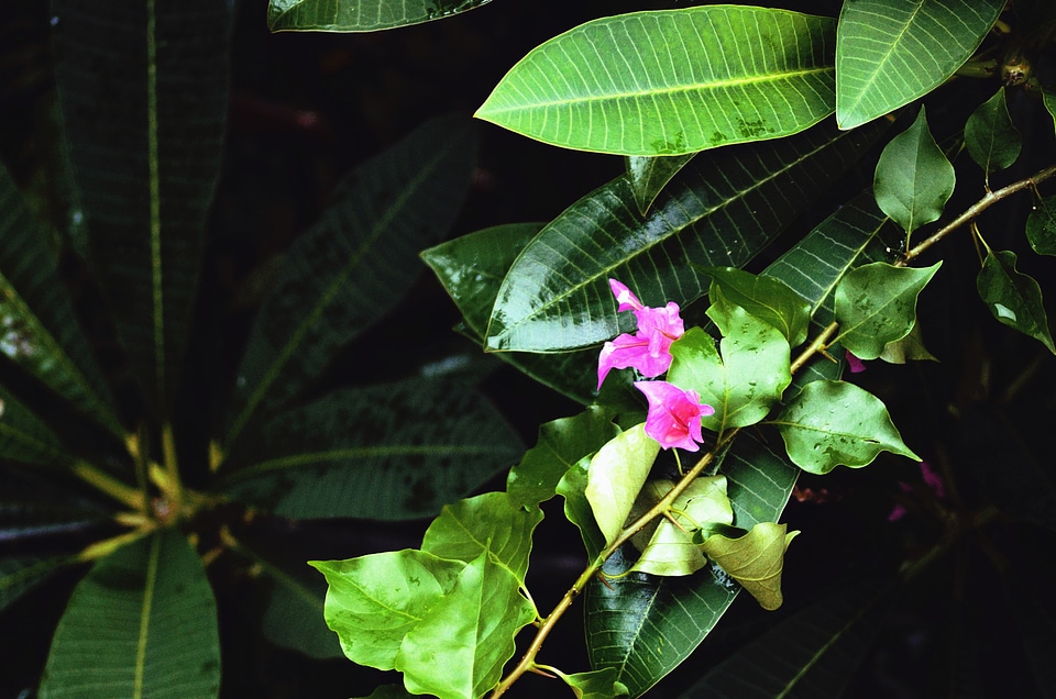 Blossom branch flora