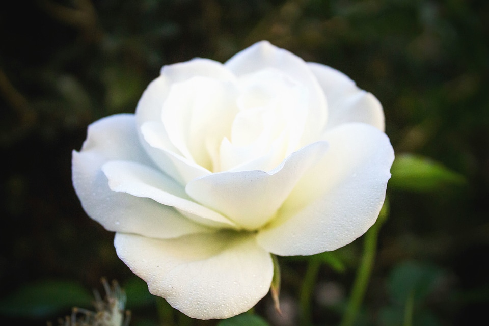 Blossom flora flower