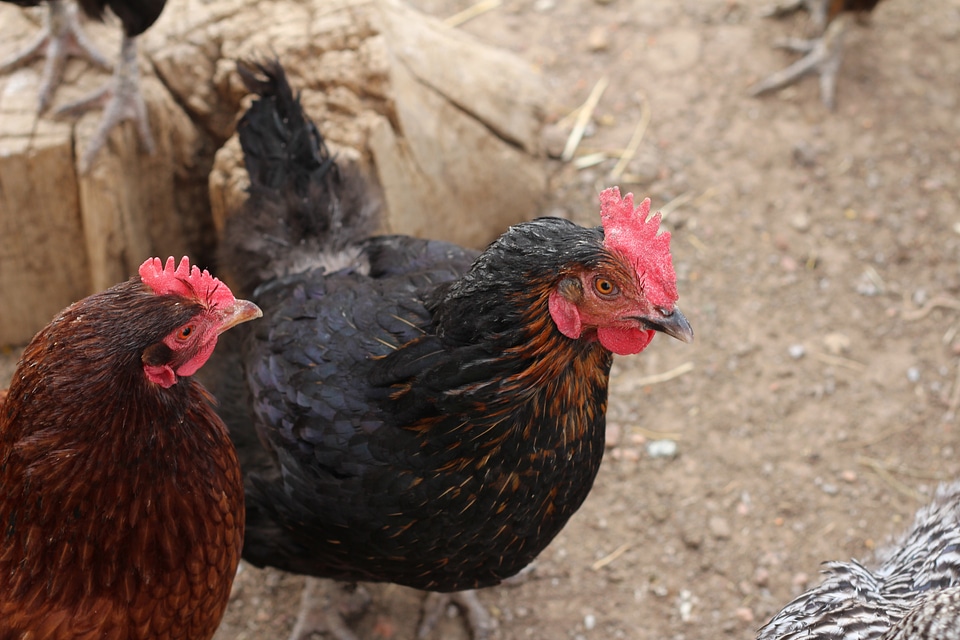 Animal hen poultry photo