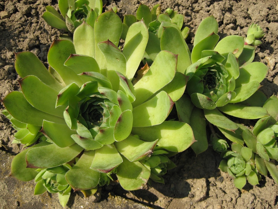 Sempervivum nature flower