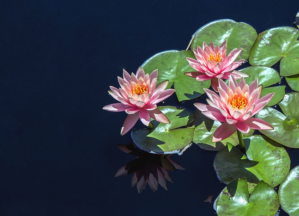 Beautiful Photo blossom flora